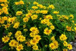 Heliopsis Tuscan Sun